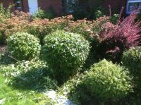 Overgrown Shrubs