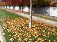 Commercial Leaf Cleanup